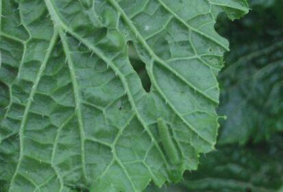 白菜受除草剂害怎么缓解,大白菜生虫用什么农药效果最好