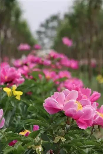 邯郸太行药王谷邀请您~相约五月花神