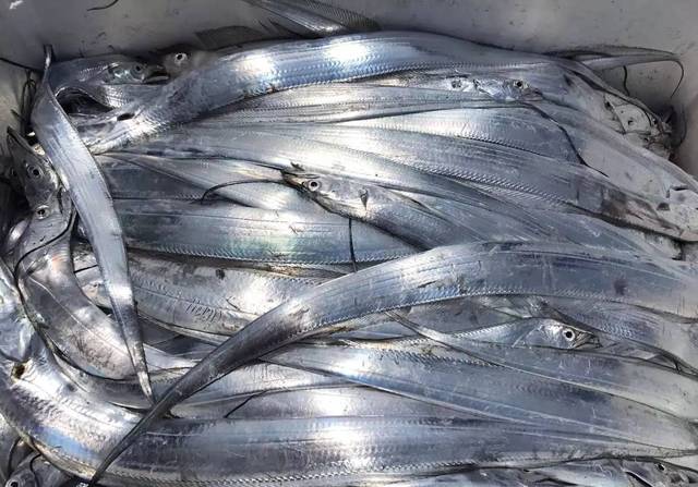 十大最好吃又实惠的海鱼,好吃不贵一斤左右的海鱼有哪些