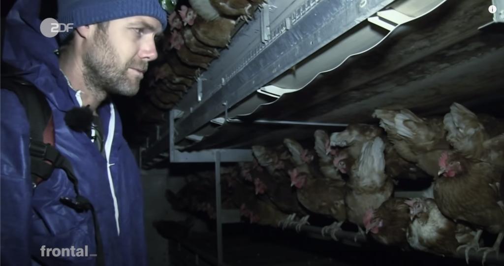 市场上的有机鸡蛋是真还是假,德国记者采访视频