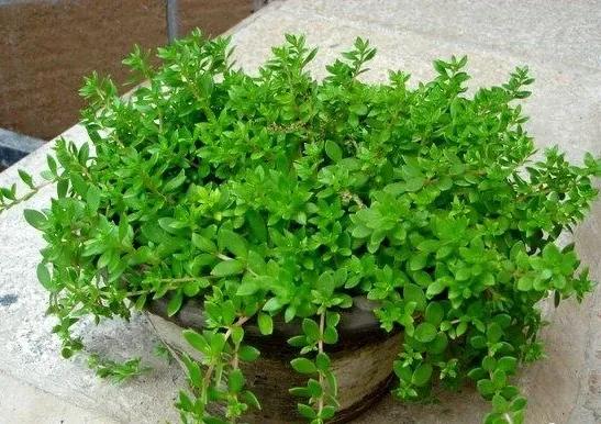 十种动植物名称及特征,动植物植物知识科普大全