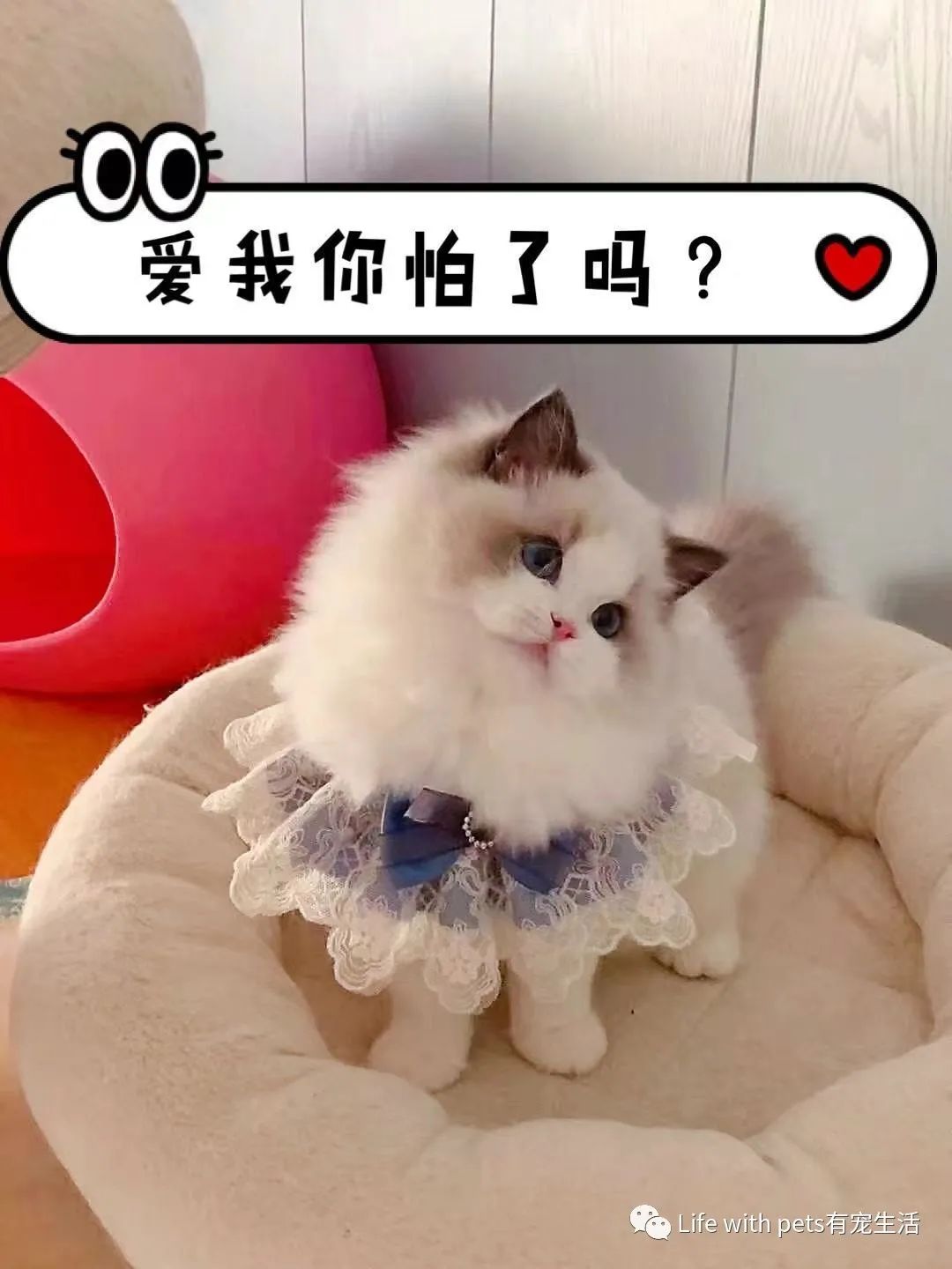 猫咪科普便便,猫屎软便是体内有寄生虫了吗