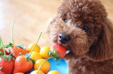 泰迪犬的这7种表现,泰迪吃醋了