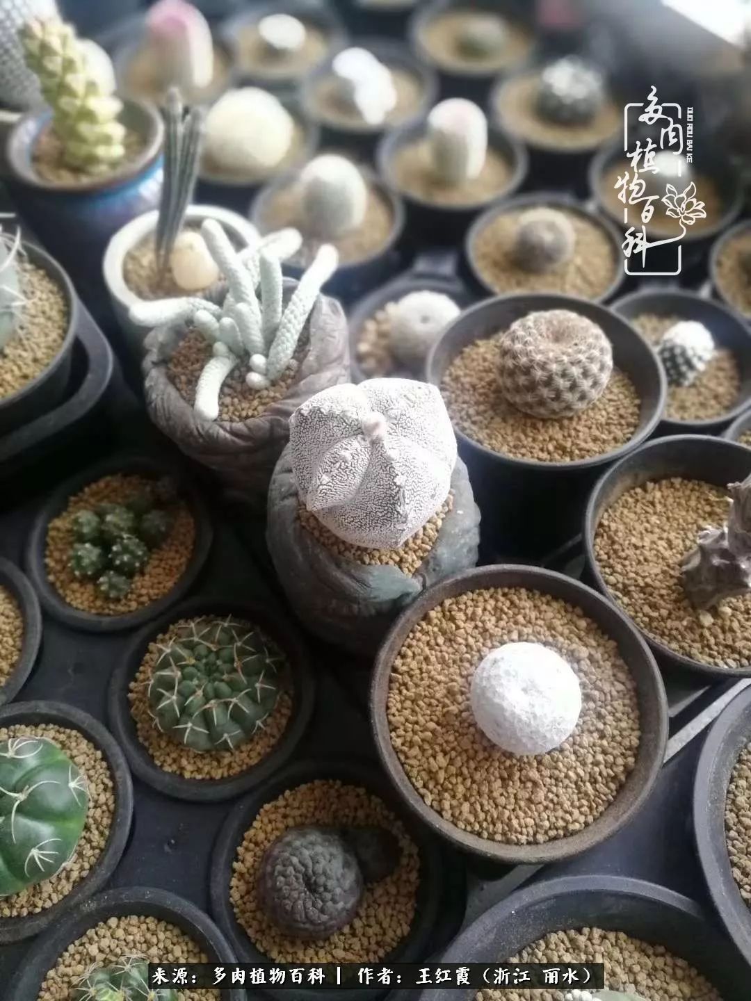 仙人球春天露养条件,仙人球露养条件