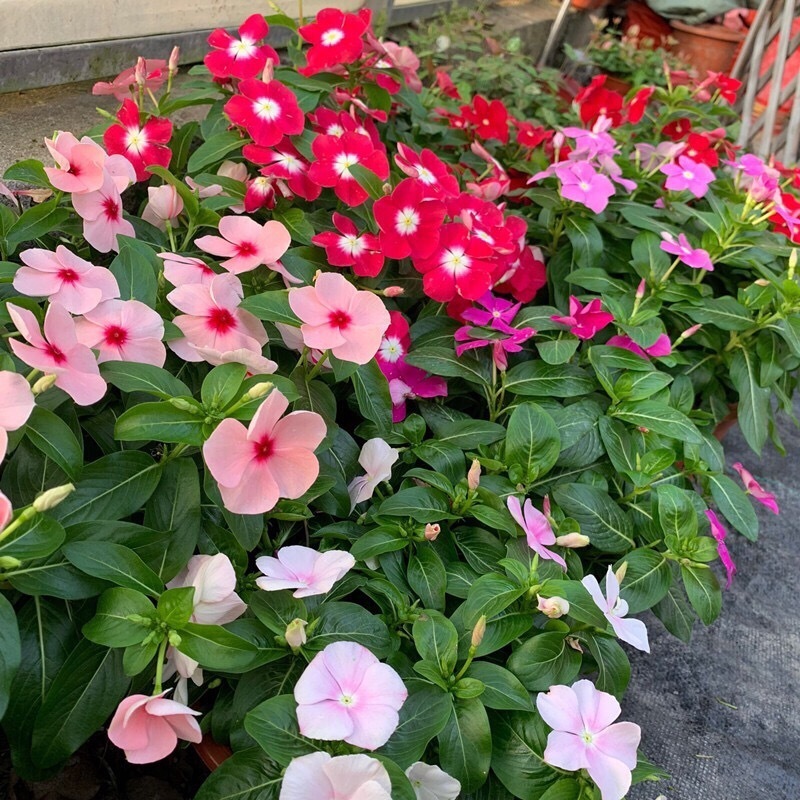 这8种花你不要乱浇水,新手种花品种推荐