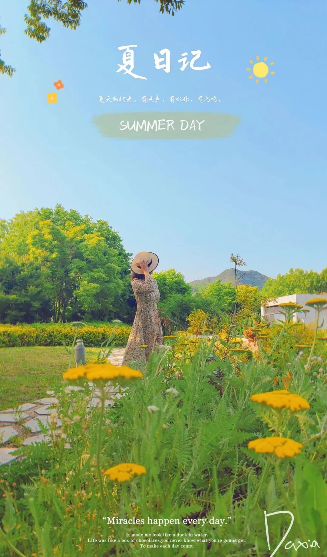 青岛粉黛花海拍照,青岛好看的拍照地怎么拍