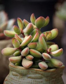 又萌又美丽好养的多肉,哪些多肉是小可爱种的