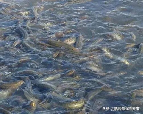 被大量养殖的摇钱树,养殖摇钱树