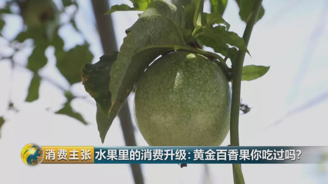 黄金百香果口感和普通百香果有何区别？