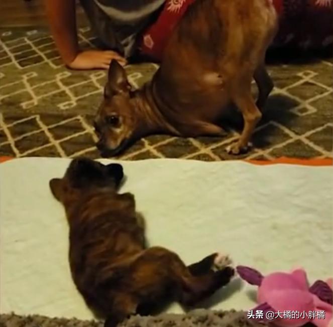 小狗如何训练小狗学走路,大狗教小狗站起来