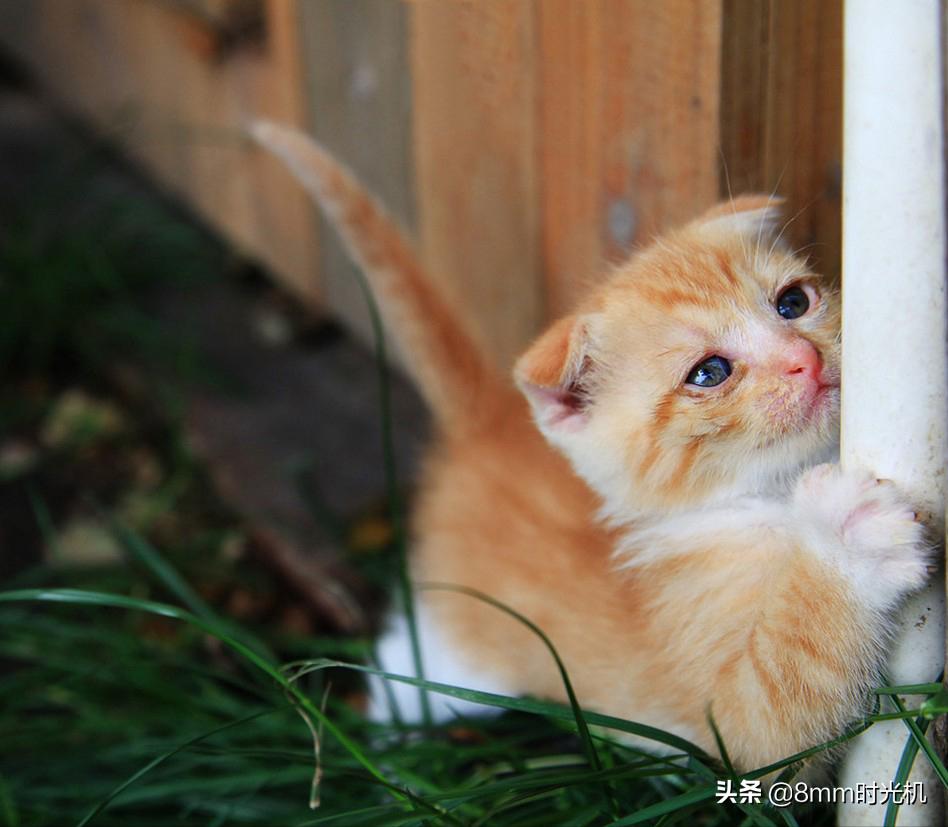 喵星人的品种大全,2018年10大最受欢迎喵星人品种