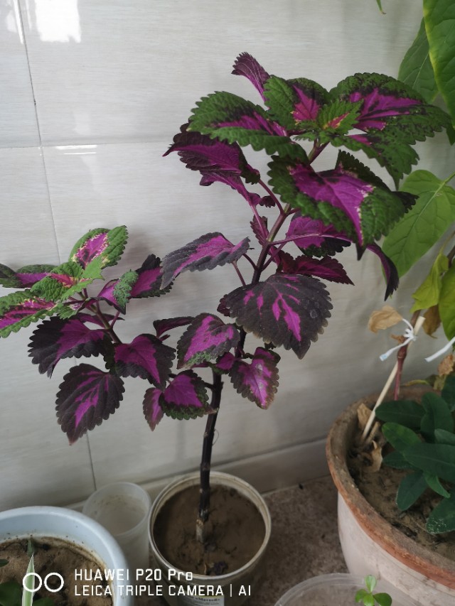 什么是斯蒂尔综合征,斯蒂尔综合症能活多久