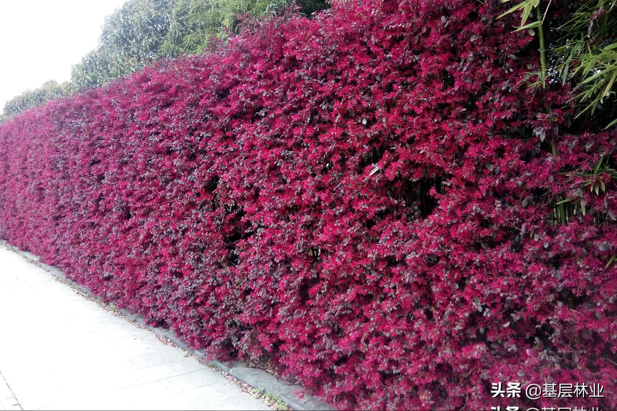 红花檵木观赏特性和园林用途,红花檵木绿化带怎么种