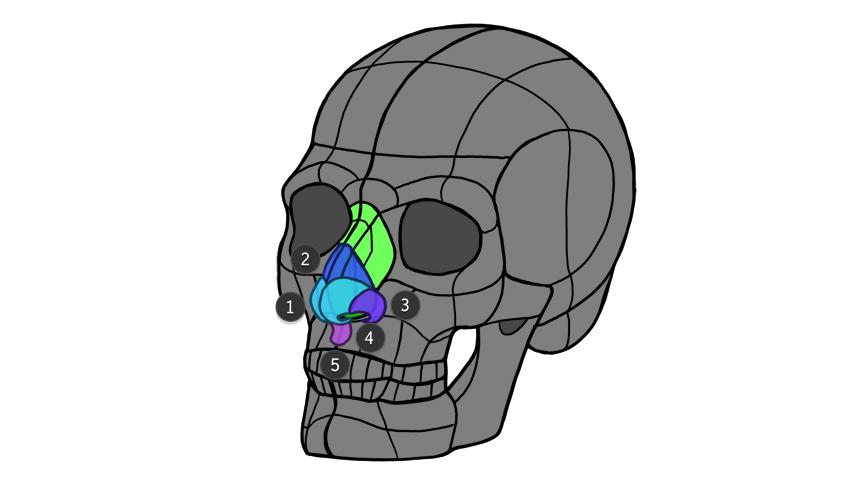 画鼻子怎么画好看,今天来教你怎么画鼻子