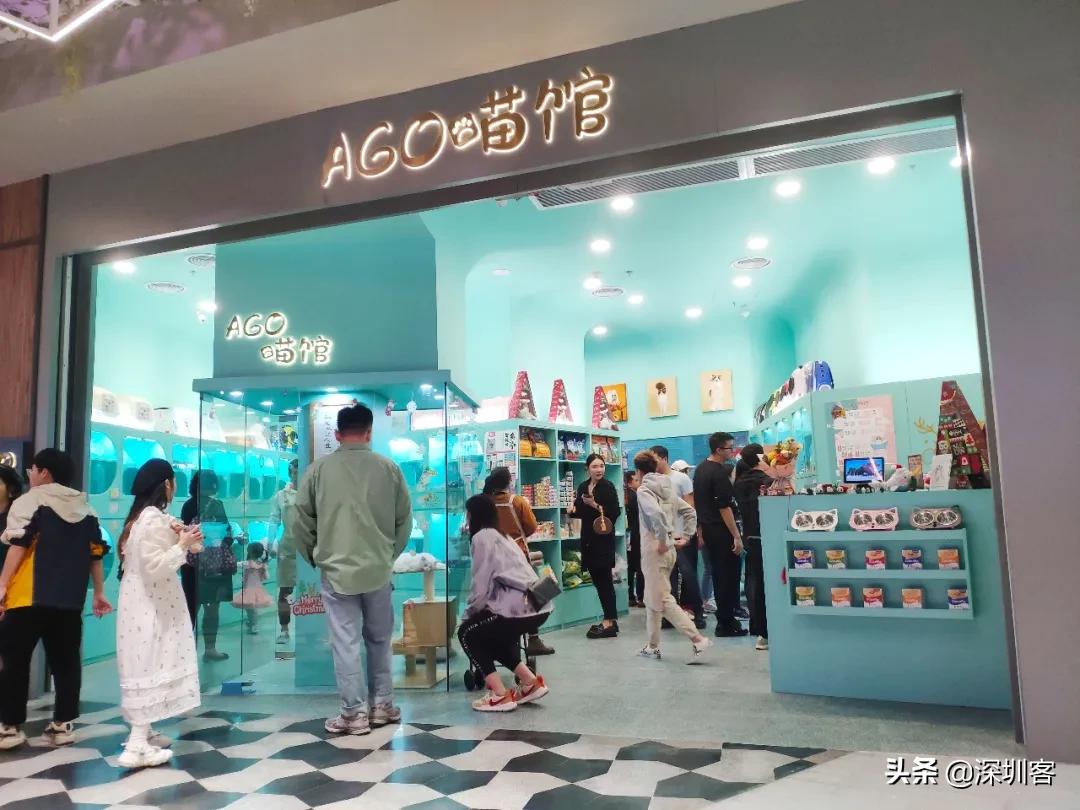 深圳猫市,深圳猫