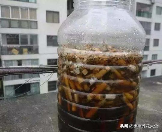 养花虫子怎么消灭最快,养花总招虫记住这几招