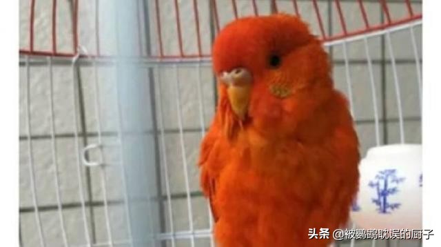 新手入门鹦鹉都有哪些,新手必知的鹦鹉知识大全