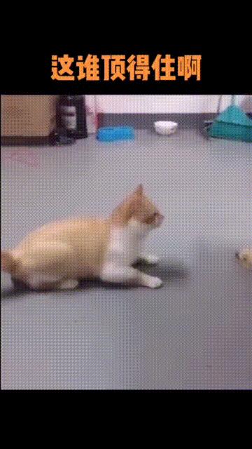 福州林先生家中突然闯入很多“不速之客”，又黑又臭，这到底是啥？