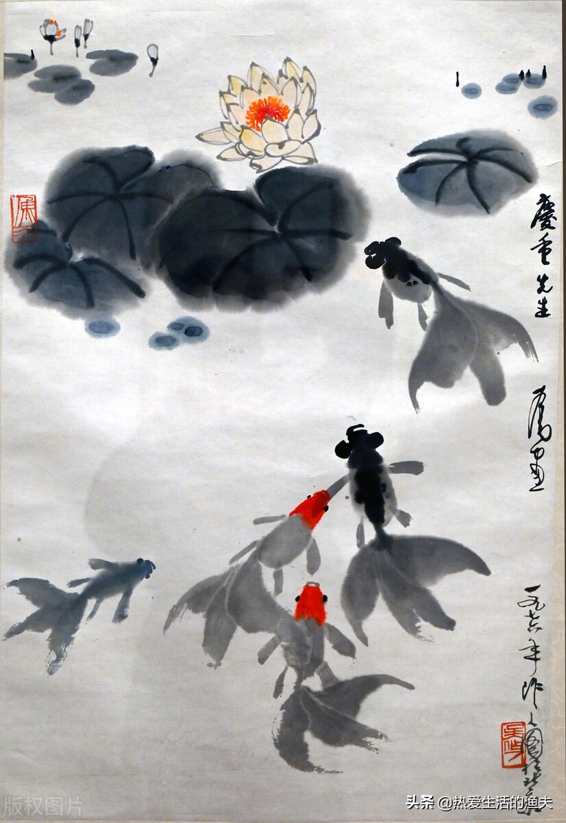 草金鱼长时间不喂食会饿死吗,草金鱼不喂食会不会饿死