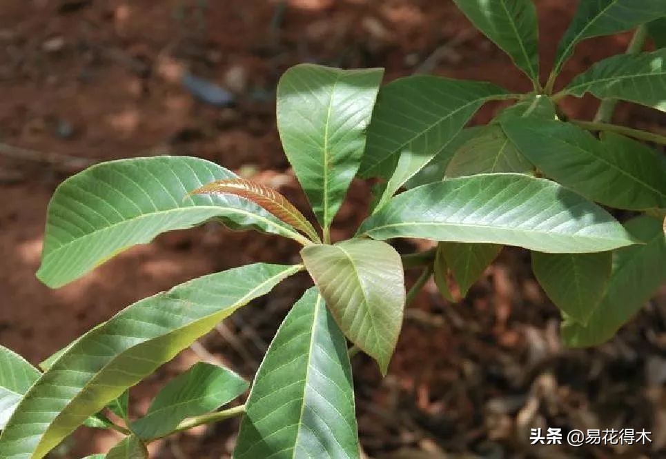 云南省国家一级保护植物图片,国家保护的植物蓝树