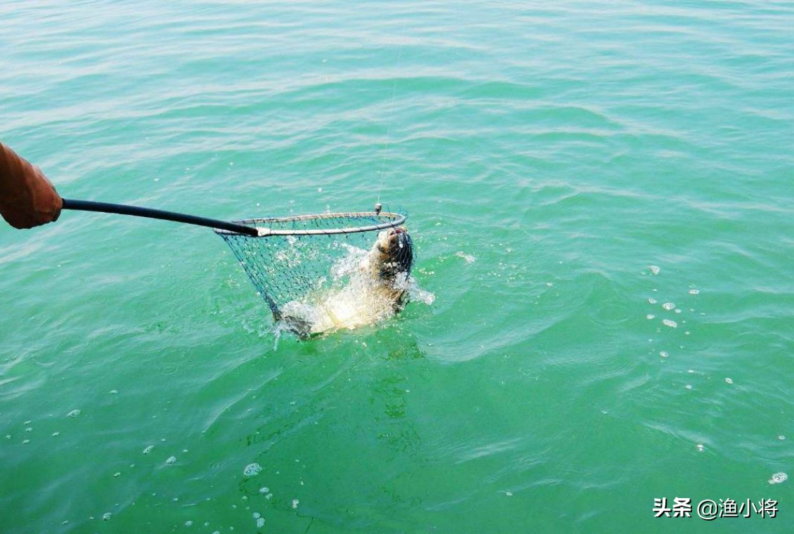 老坛玉米窝料打窝诱鱼,鲜玉米窝料饵料