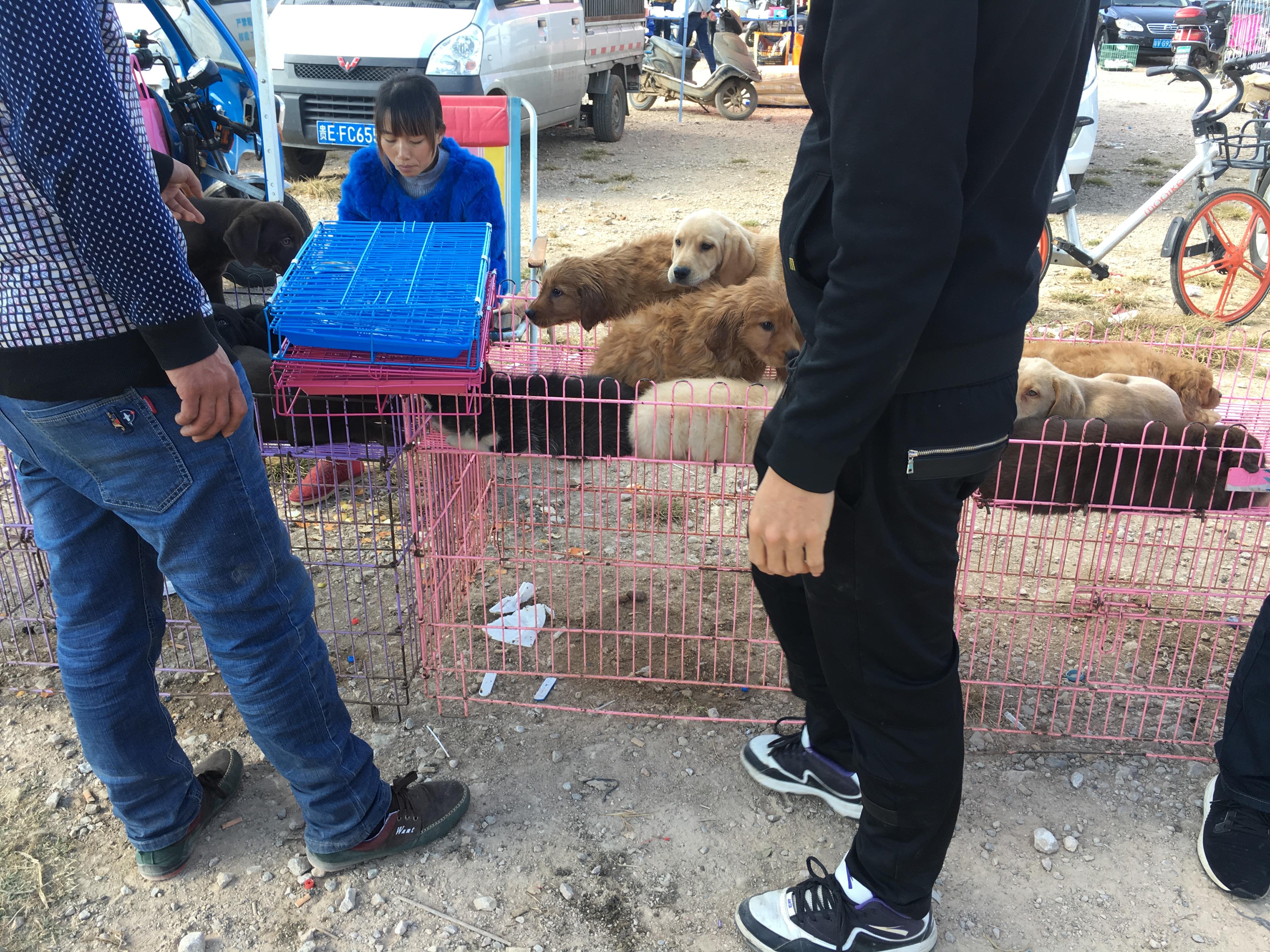 500元买一只拉布拉多,男子花4000买老头的拉布拉多