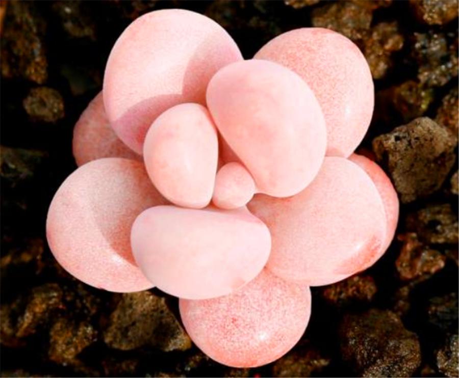 桃蛋叶片鼓起来透明怎么办,桃蛋叶片发白怎么回事