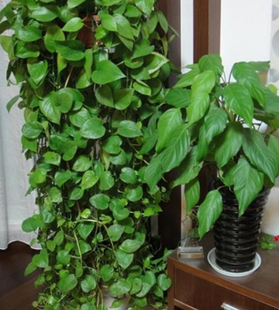 春天绿萝怎么养从以下几点入手,春天家里养绿萝7天喷一次叶面肥