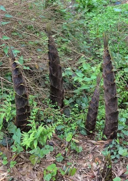 人间四月天恰逢春意浓,人间四月天暮春时节