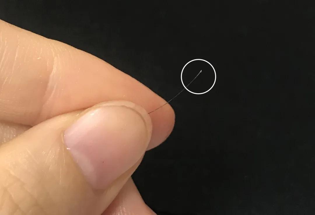 脱落的头发有白色颗粒是毛囊么,连毛囊一起脱落的头发图片