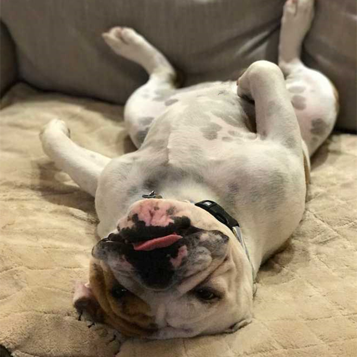 幼犬细小心肌炎的症状,小狗肺炎呼吸急促应该怎么缓解