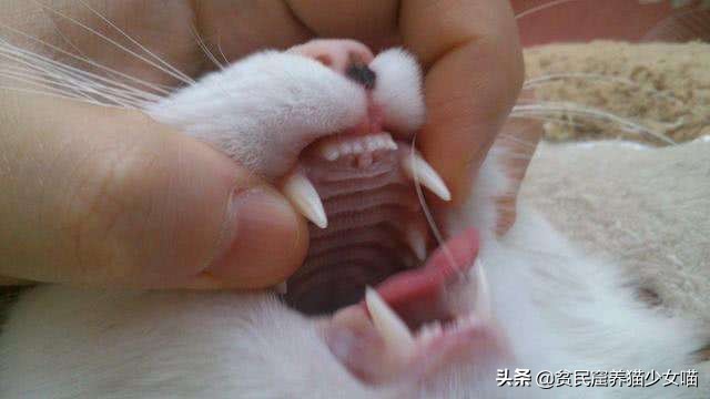 古代相猫学，相猫“十二要”，猫咪符合这12点就是顶级好猫