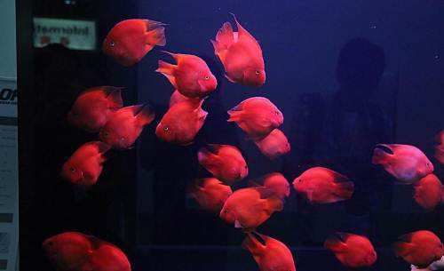 鹦鹉鱼有黑斑怎么回事,鹦鹉鱼出现黑斑怎么回事