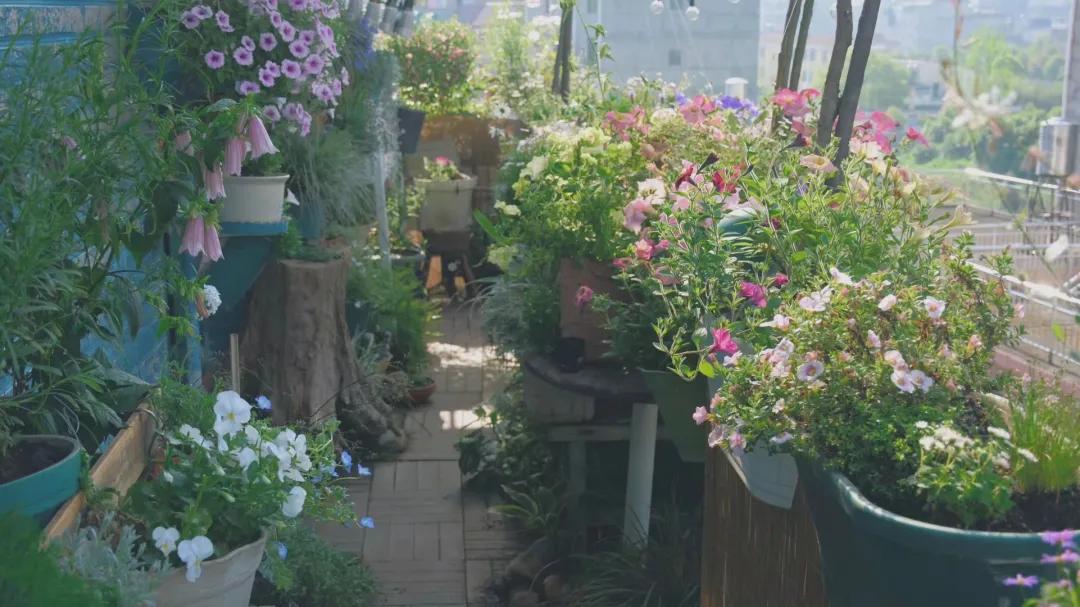 90后男孩住进郊区老屋，徒手打造400㎡自然花园，里面装满小精灵