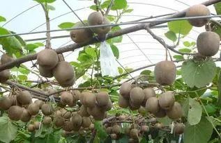 农村有什么好的创业项目见效快,当下最适合农村创业的生意有哪些