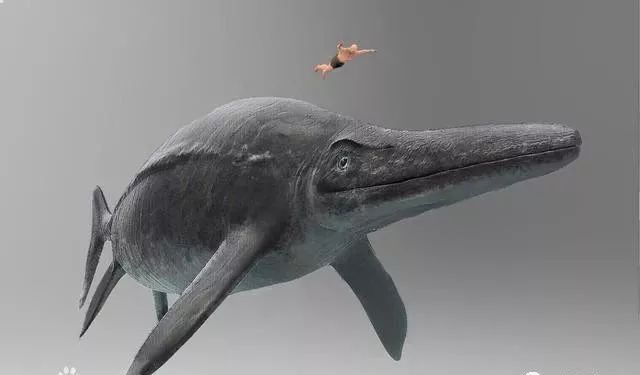 蓝鲸是有史以来最大的动物吗,蓝鲸是世界上最大的动物