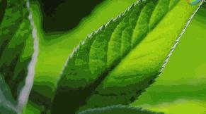 开车喝红牛提神已落伍,开车犯困喝咖啡有用吗