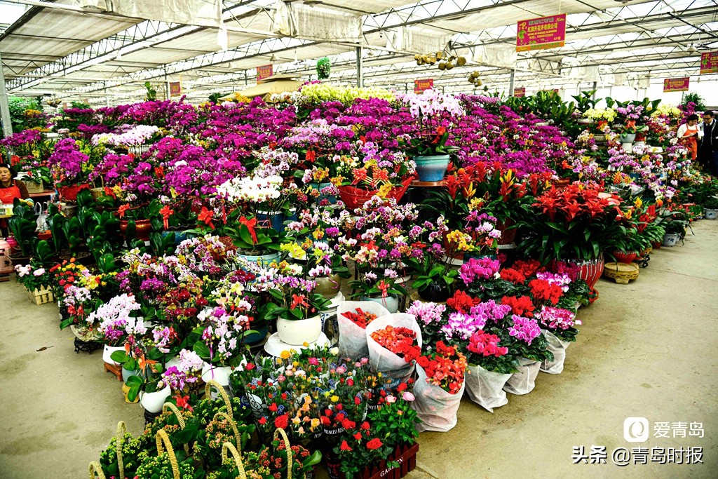青岛人每年过年必逛！枯桃花卉市场多彩蝴蝶兰贺新春