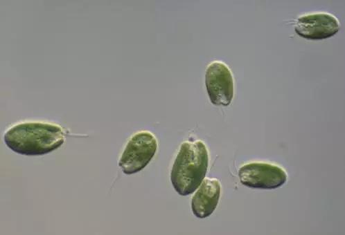 水产养殖业藻类的生命周期,水产养殖常见藻类植物