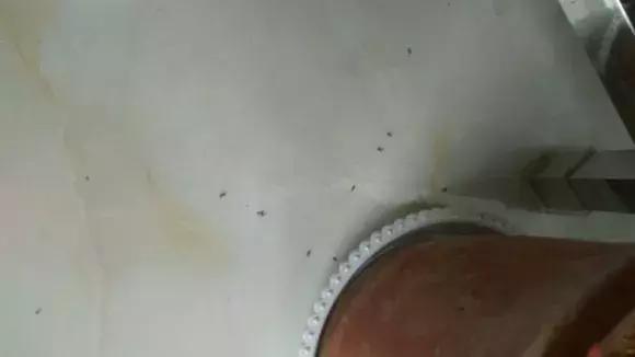 老花匠透露养花秘方,老花匠养花技术视频