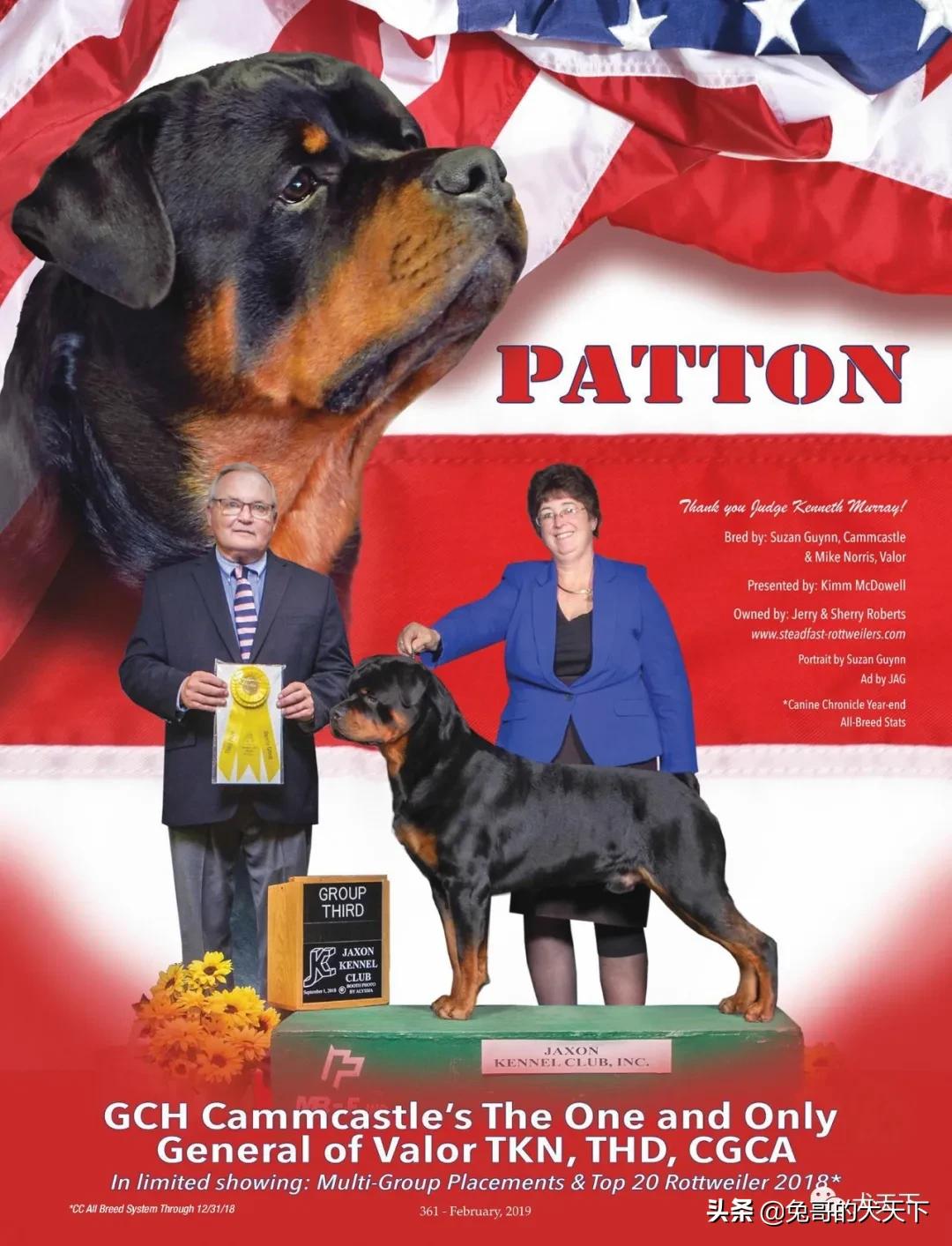 akc柴犬,2022年美国akc犬展冠军