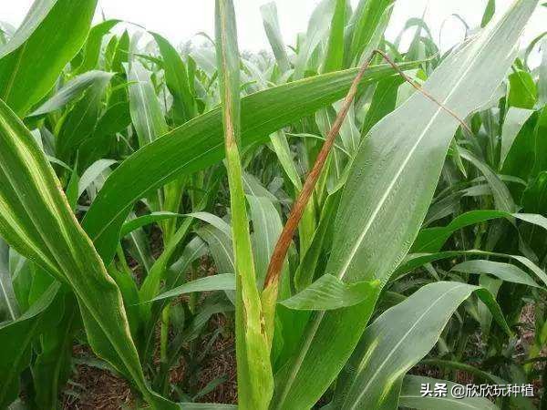 玉米心叶卷曲了，还能捋直吗？