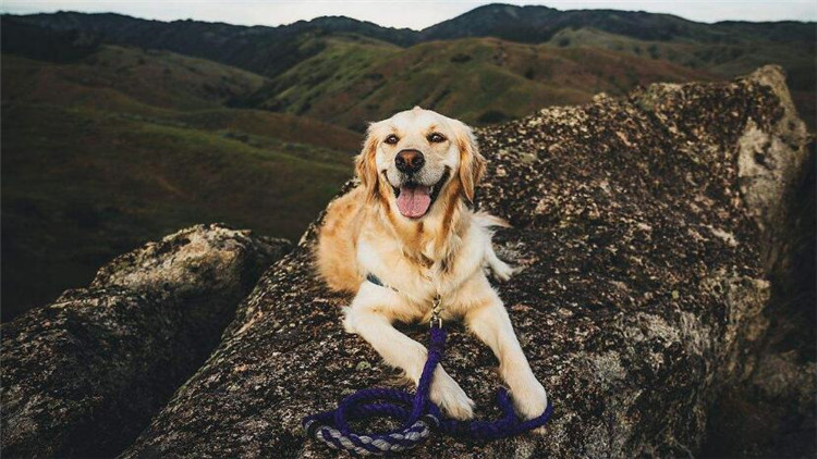 如何给狗“修脚毛”？还有这神奇好处！