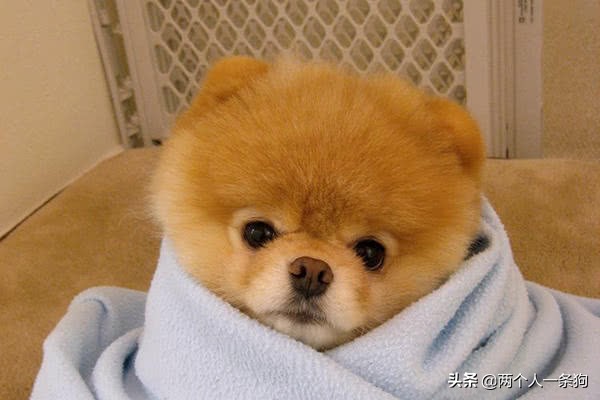 狗狗身上总有虫卵,狗狗身上有虫子驱虫要几次