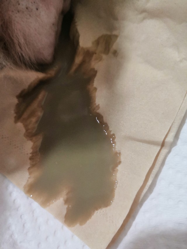 狗狗子宫蓄脓手术危险吗,狗狗子宫蓄脓吐怎么回事