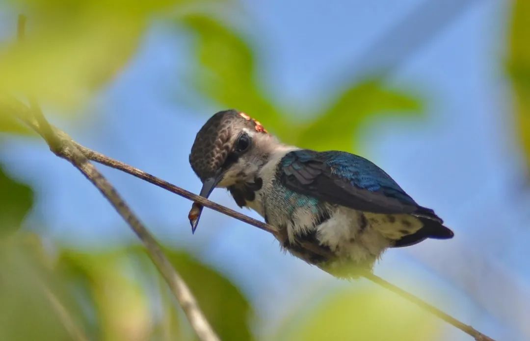 吸蜜蜂鸟简介,吸花蜜的鸟图片