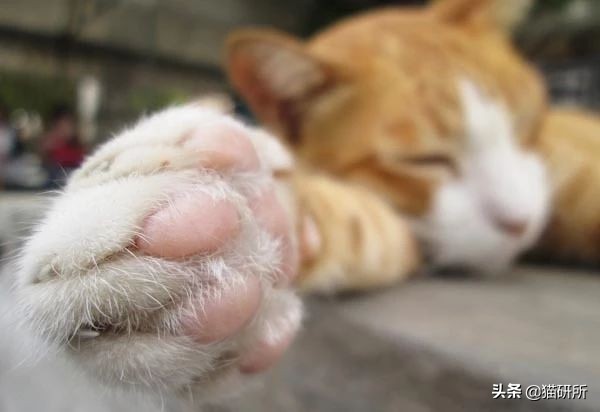 猫咪脚上有伤口得把毛全剃了吗,猫咪冬天剪毛发会感冒么