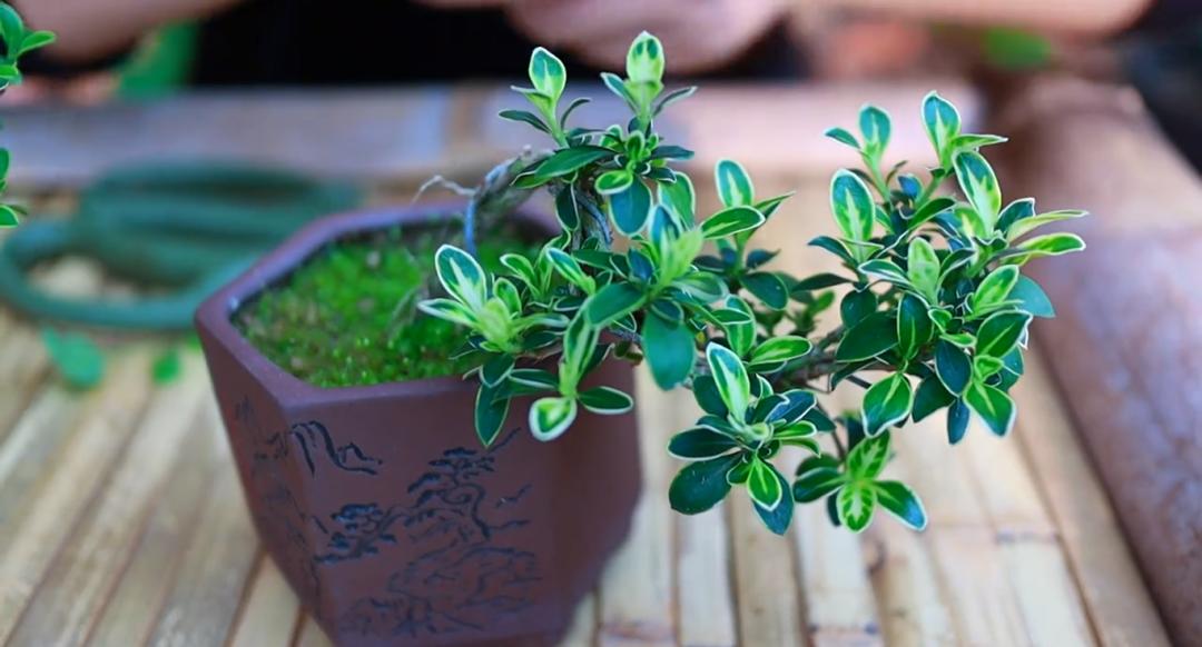 六月雪悬崖桩小盆景,最大的六月雪树桩盆景是什么