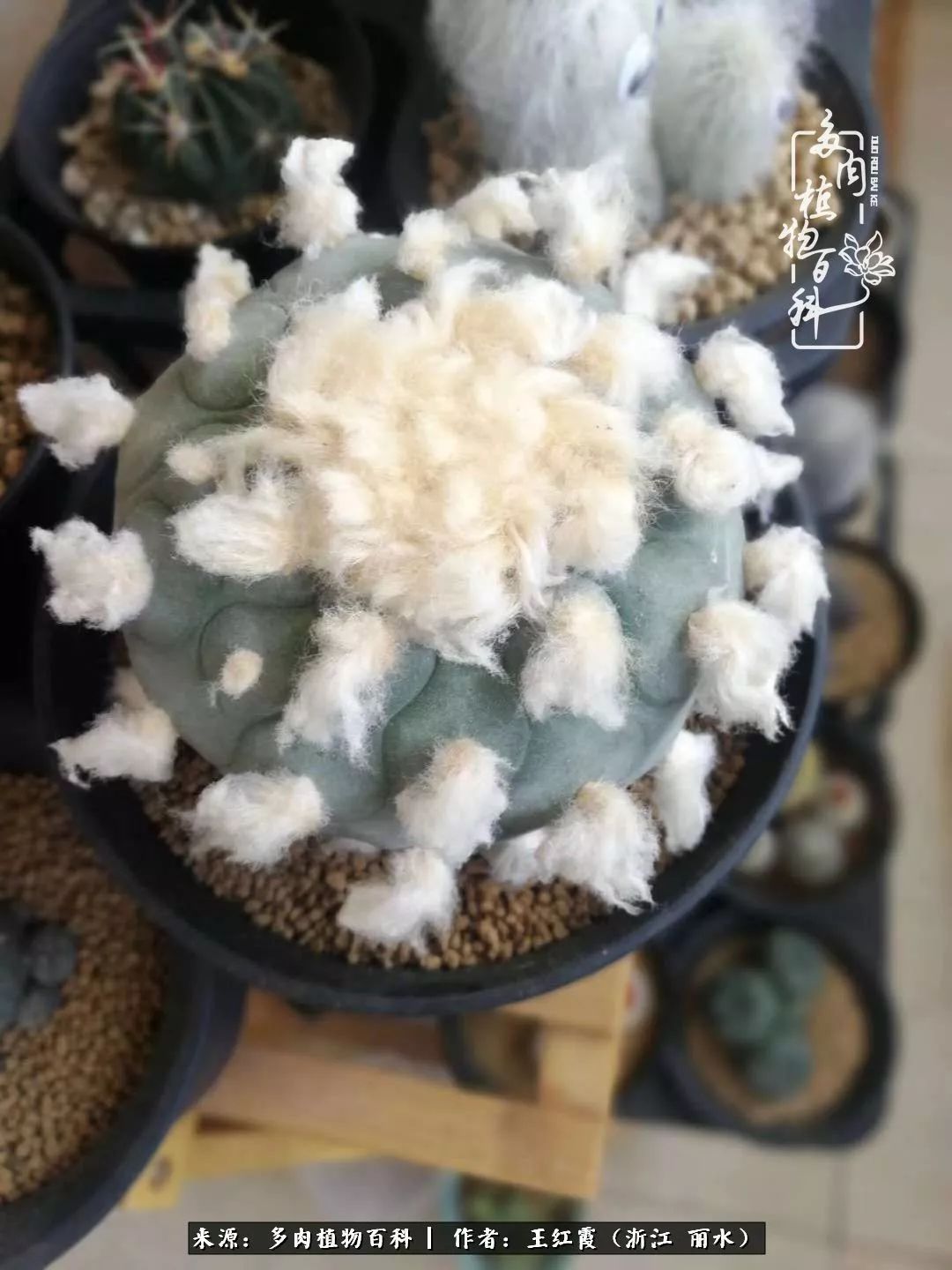 仙人球春天露养条件,仙人球露养条件