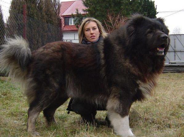 看家“首选”的6种狗狗，小偷看到了，都掉头走